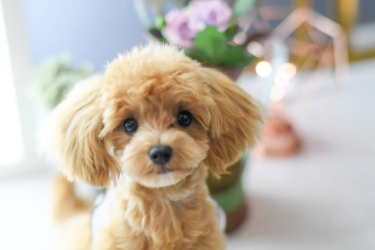 犬のいる暮らし【 3姉妹育児日記 】|岩下 尚義|note