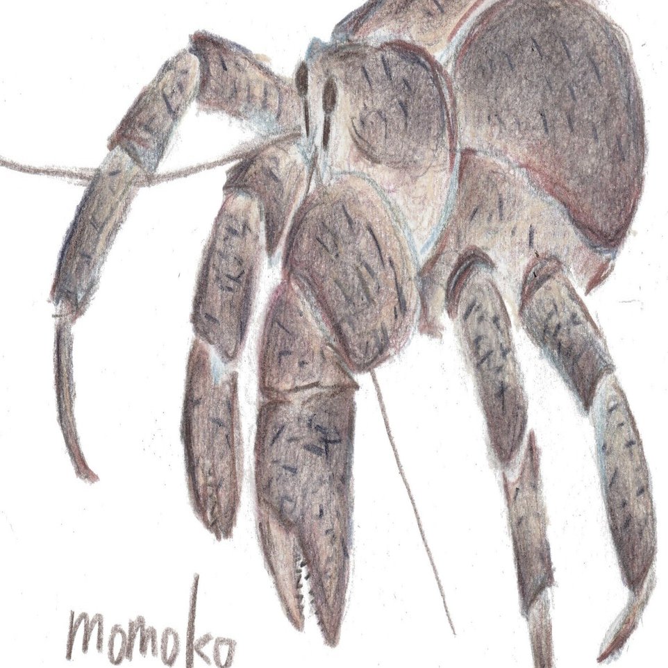 唯一無二の存在 ヤシガニ｜ミツル