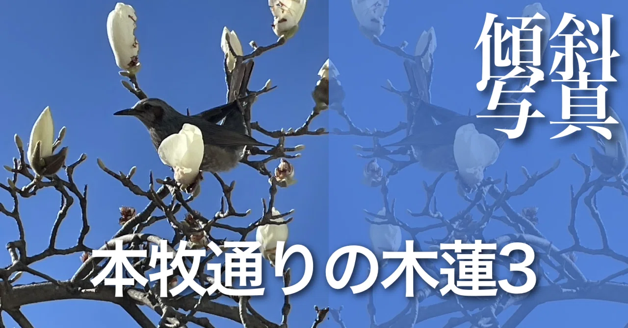 本牧通りの木蓮3｜sawadaFUSEN