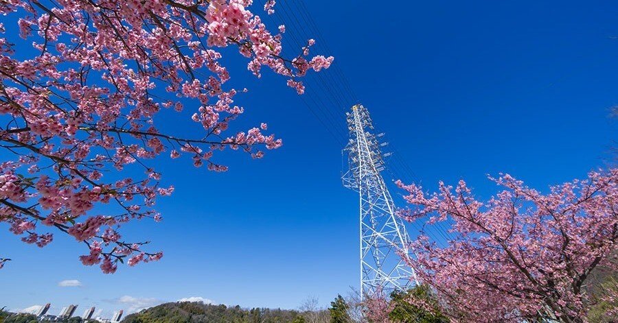引地川親水公園の河津桜｜borichan | 旅するカメラ