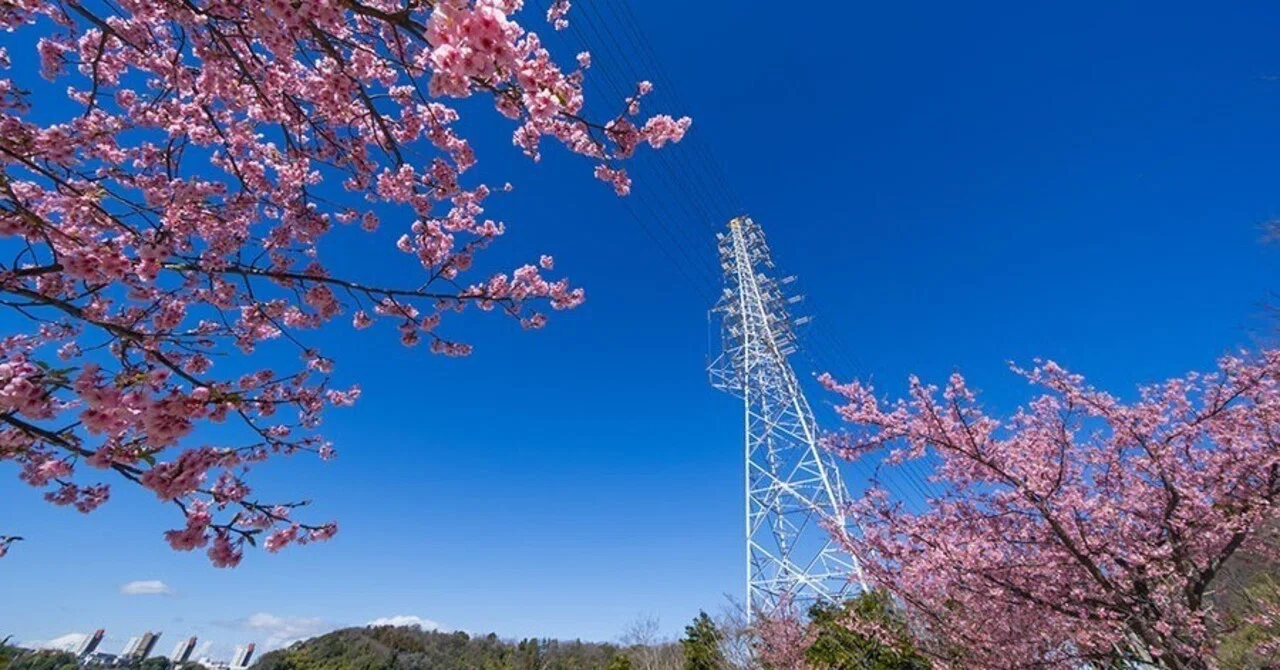 桜花 満開の桜と岩木山!】弘前公園 園内の桜の様子（2024年4月22日） - 弘前