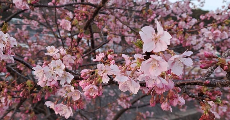 寒桜3分咲き