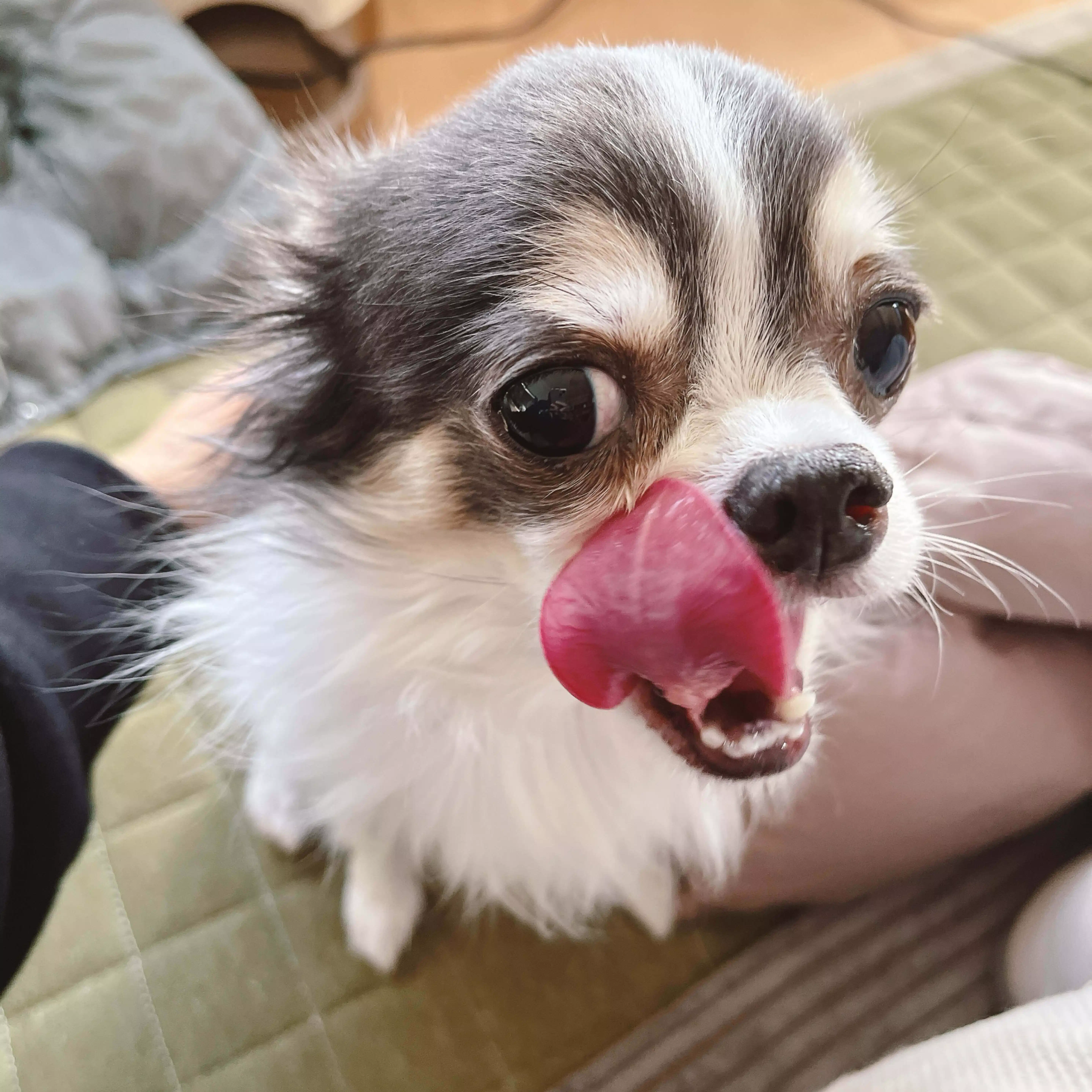 うえよこ