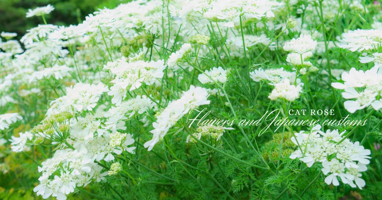 オルラヤはいずこへと牡丹の芽｜Cat rose 「ガーデニングブログ Cat