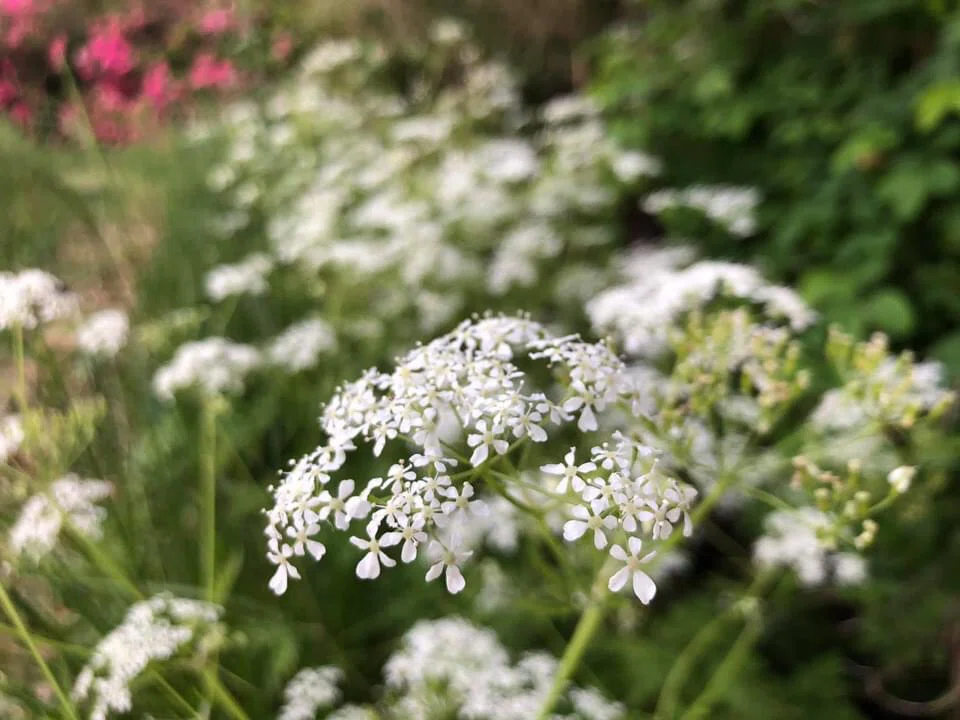 レースフラワーみたいな花が咲く野草 ｜なみちゃんの頭の中。