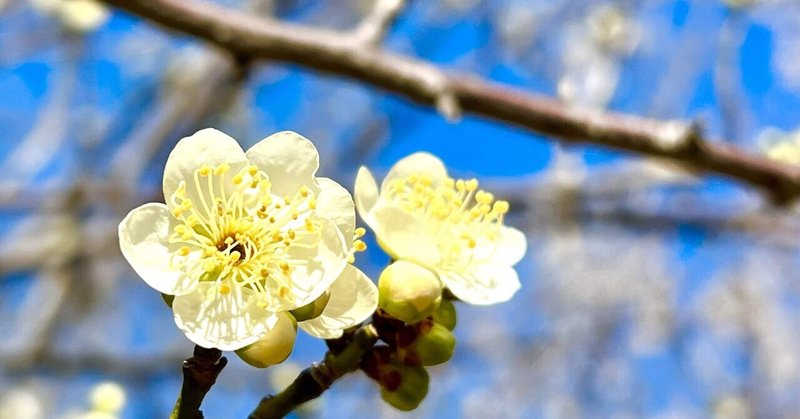 梅の花写真集