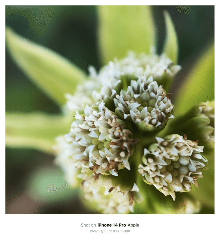 #そのへんの3cm vol.2472 iPhoneでマクロ連載#フキノトウ の雄花やっと見つけた。#蕗の薹 。春なのじゃよ。なんで七草に入ってないんだろう？#キク目キク科 