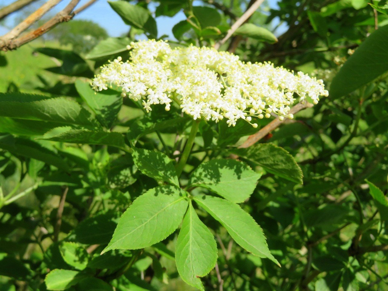 ニワトコ セイヨウニワトコ｜Eiko Toda