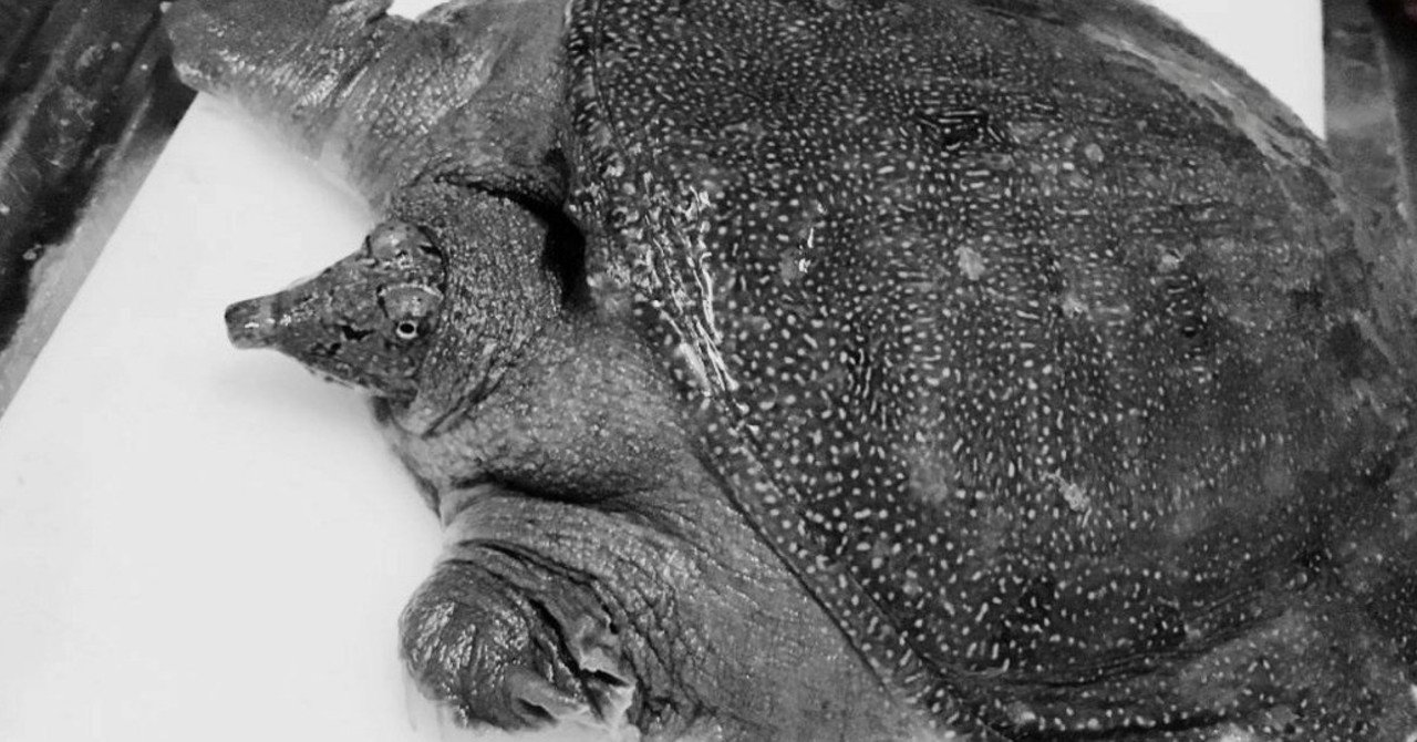 ３食目 血肉になるごはん スッポンをさばいた話 くらやみダンス Note