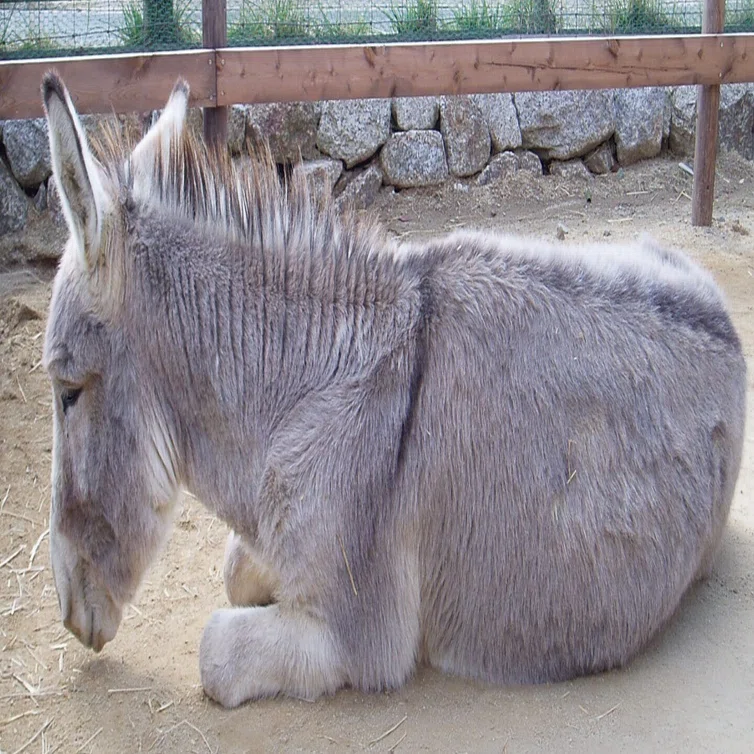 高品質！ ロバ（Donkey）頭骨　♂ Equus asinus（ロバ）