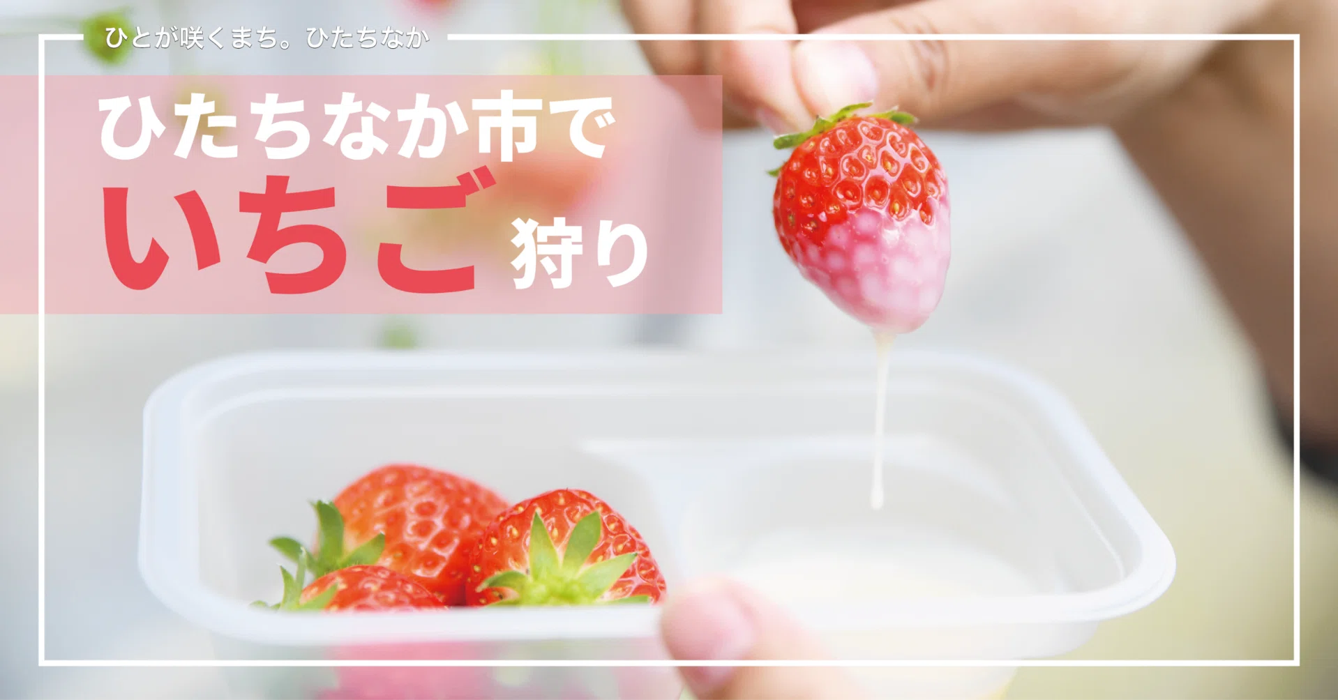 ひたちなか市でイチゴ狩りが楽しめるって知ってた？｜ひたちなか市公式