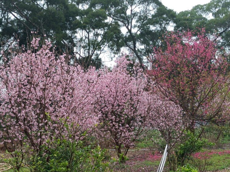 台北にも桜の季節がやってきました