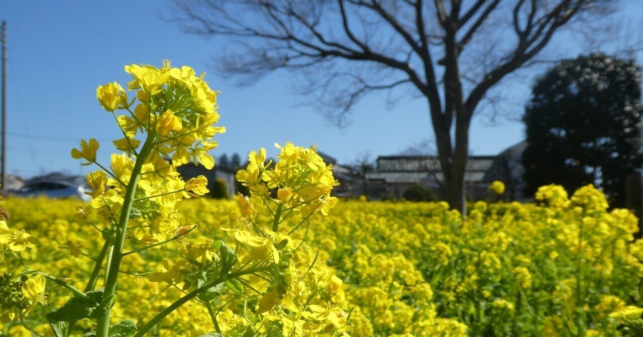 Nゲージ 菜の花畑を走るチビロコ 芸能人愛用のおすすめ最新情報 Nゲージ 鉄道模型 菜の花畑を走る