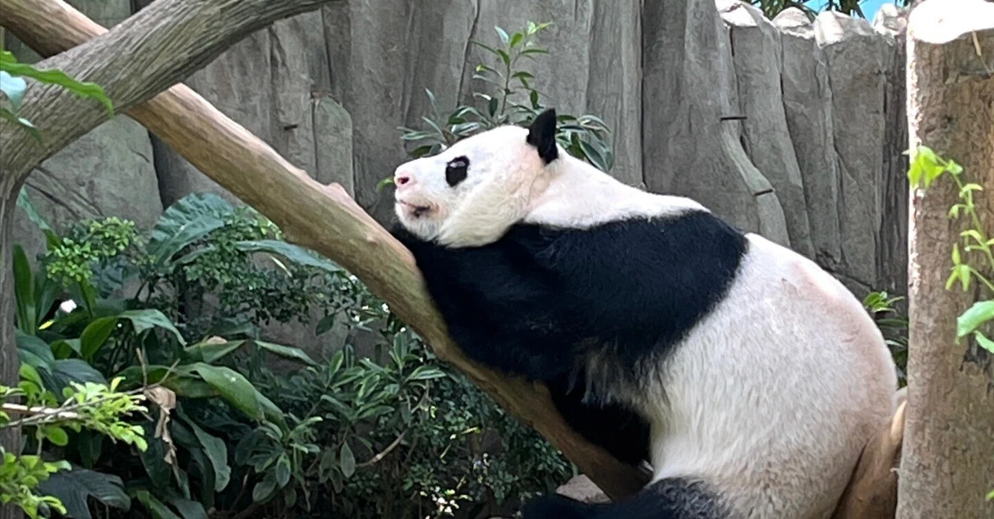 シンガポールのパンダは冷房の中でのびのび過ごしていた｜わん吉