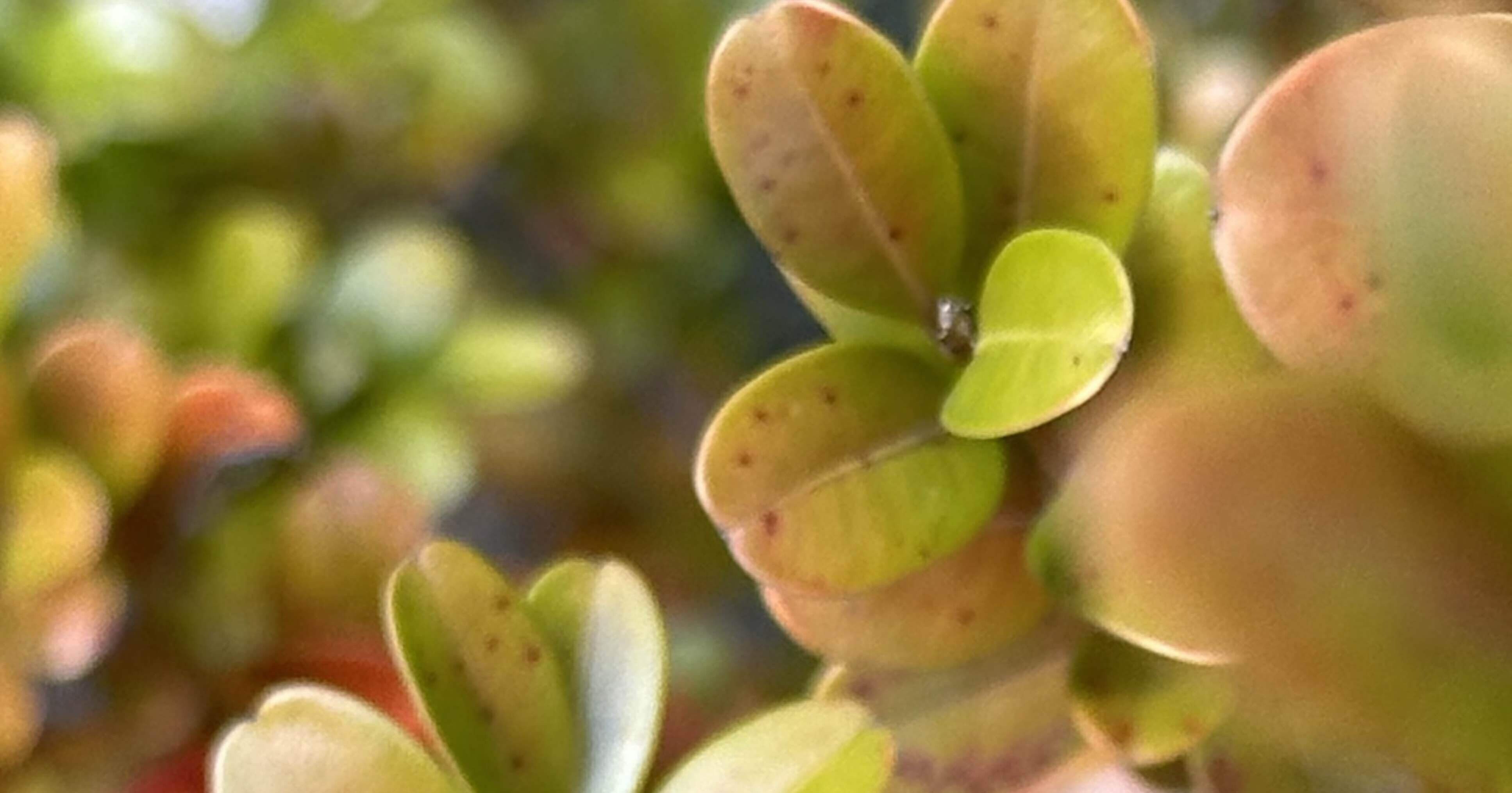 黄楊木 刻 根木台(K-HA524) 黄楊木 刻 根木台(K-HA524)