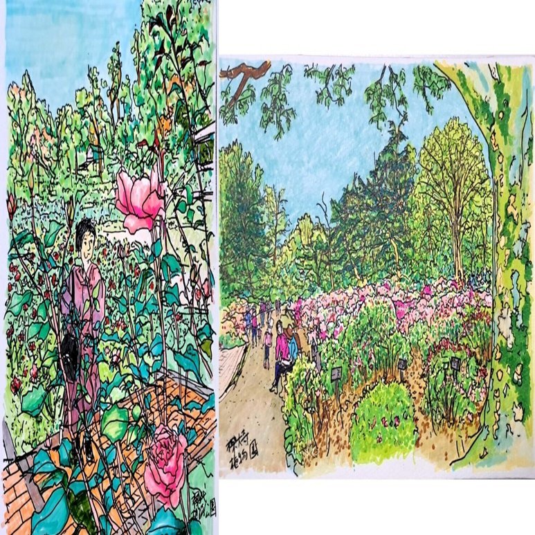 私のスケッチポイント／作品紹介あれこれ＞調布市・神代植物公園のバラ