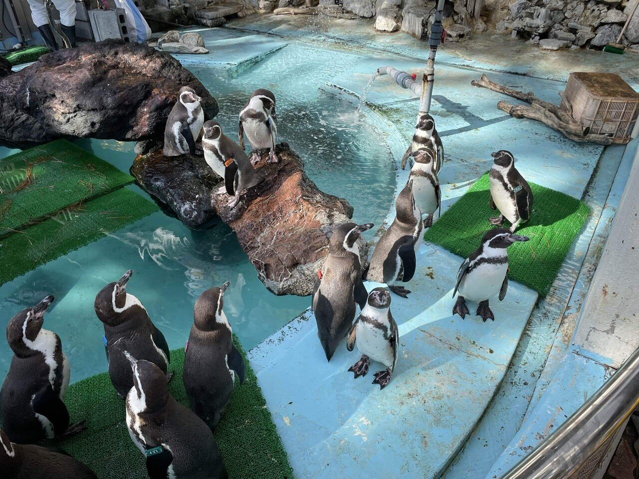 ペンギンたちの見分け方｜桂浜水族館 公式