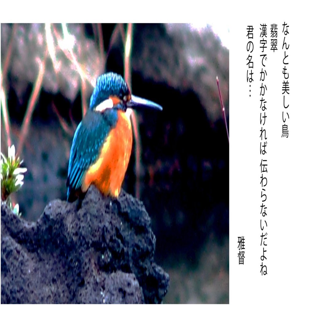 めちゃ綺麗！青翡翠たん！ めちゃ綺麗！青翡翠たん！ めちゃ綺麗！青翡翠たん！