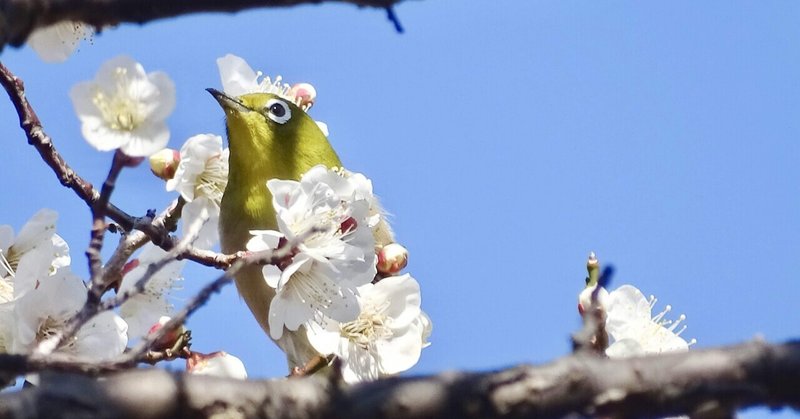 メジロ写真集