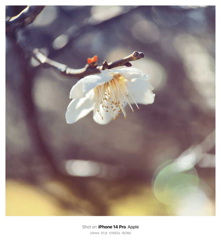 #そのへんの3cm vol.2473 iPhoneでマクロ連載#ウメ の花近所の梅林では #梅 が満開です。この香りを伝えたい#バラ目バラ科 