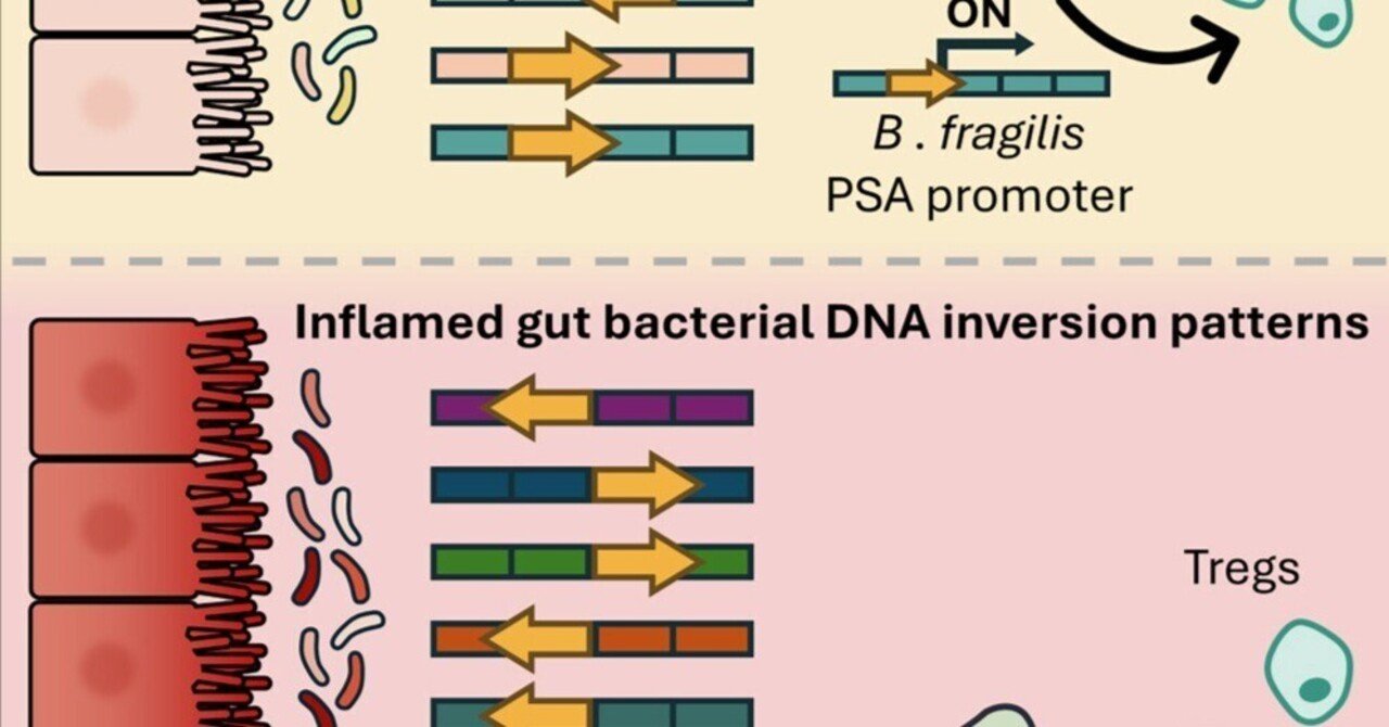 炎症とバクテリオファージが腸内細菌叢のDNA逆転状態と機能性に影響する｜哉百名