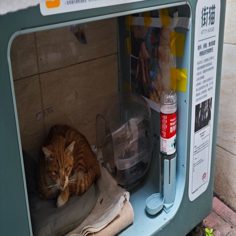 広州の路地裏で見つけた街猫ボックスとは？野良猫に寝床やフードを提供