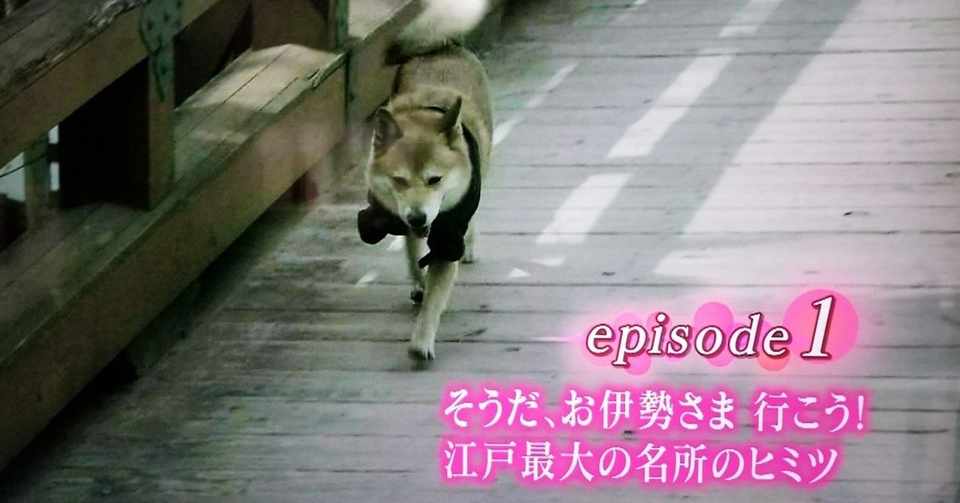 ジュマペール ジェームス 17 テレビ出演する犬 ジュマペール ジェームス 幸せを届けて歩いた犬 Www Facebook Com James Chuchuchu Note