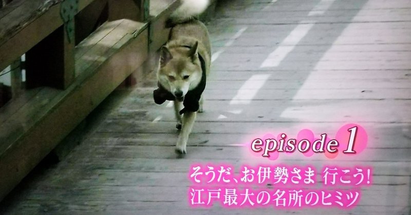 ジュマペール・ジェームス(17)〜テレビ出演する犬