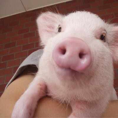 7 社会心理学1 Ovo Note