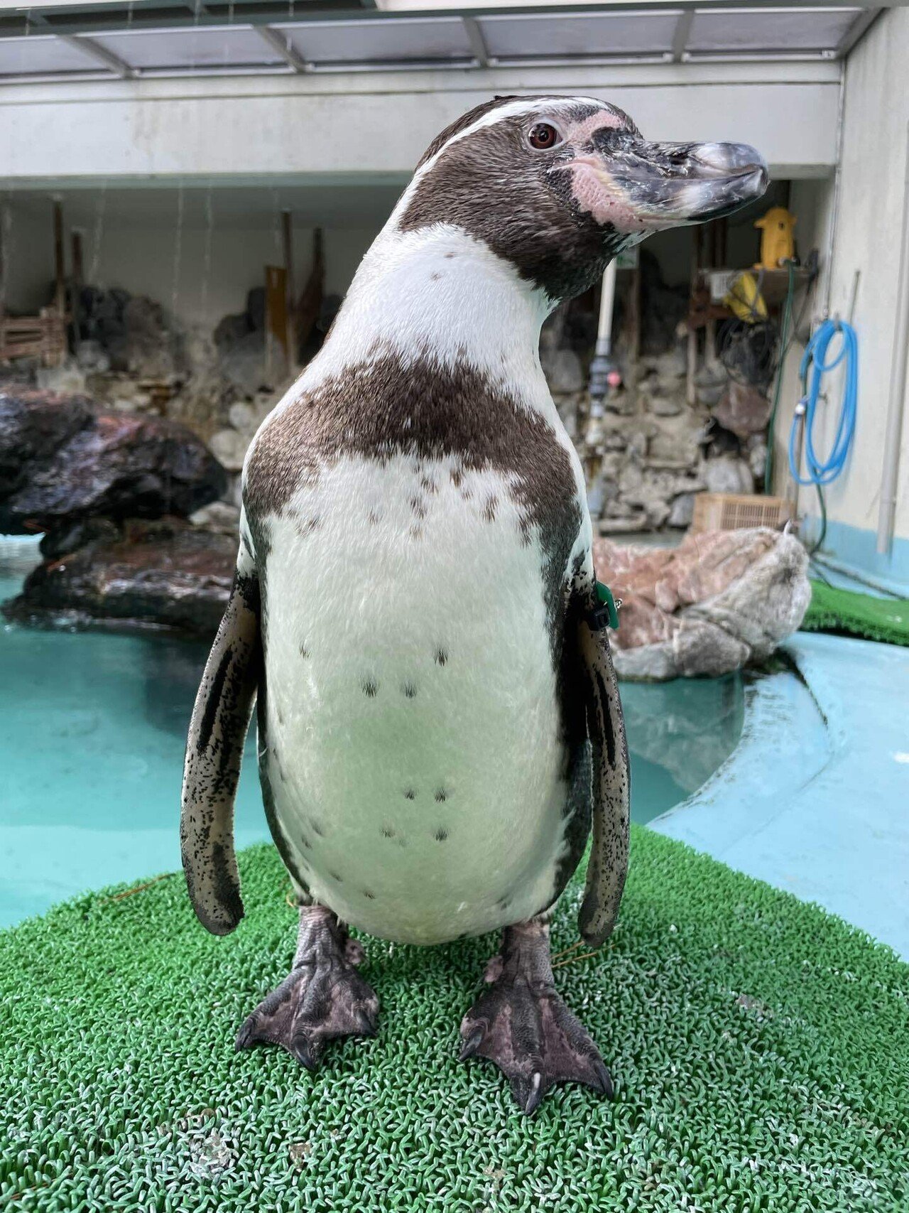 ペンギンたちの見分け方｜桂浜水族館 公式
