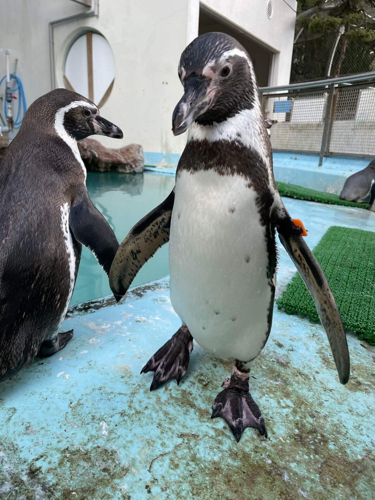 ペンギンたちの見分け方｜桂浜水族館 公式