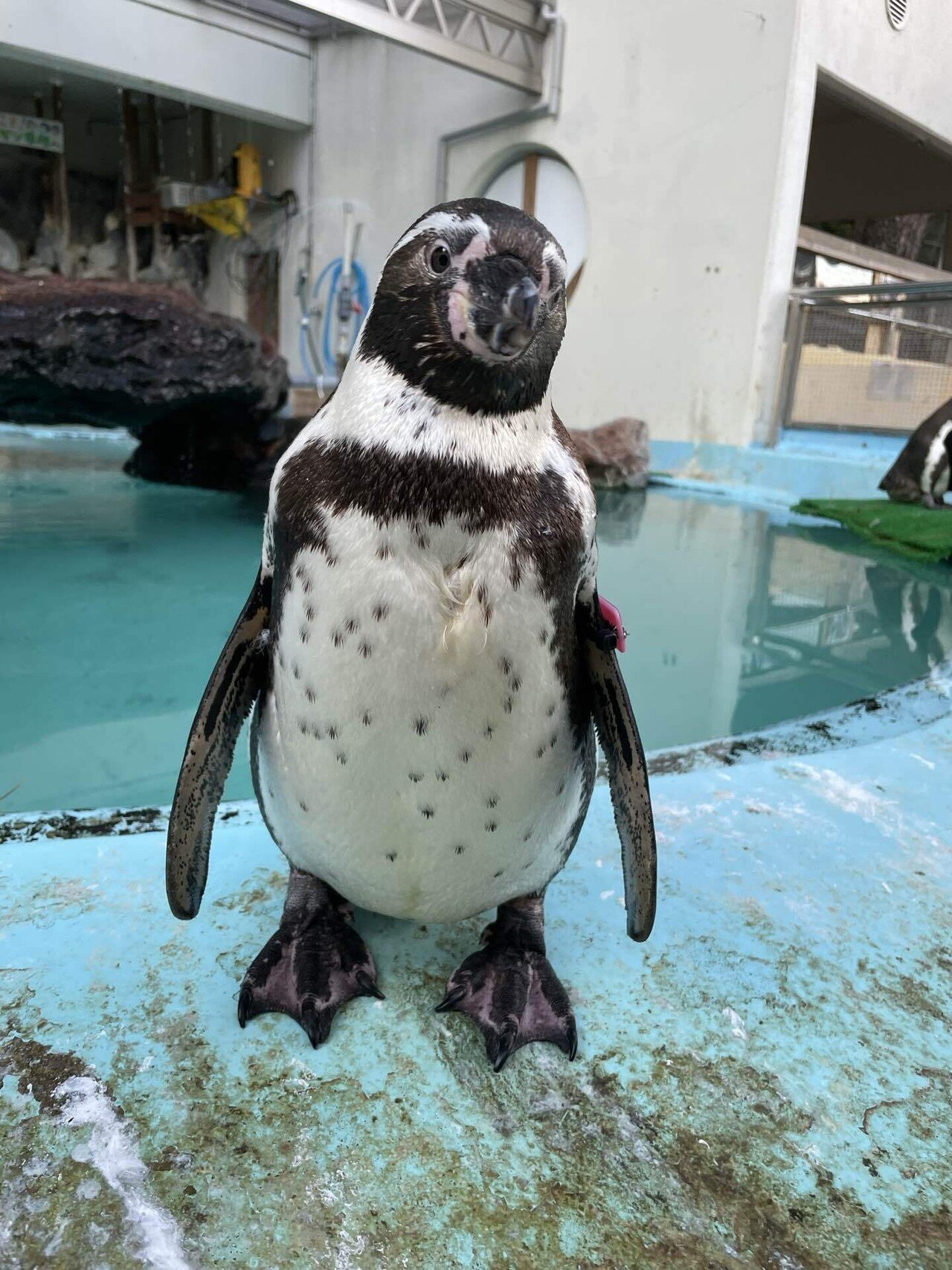 ペンギンたちの見分け方｜桂浜水族館 公式