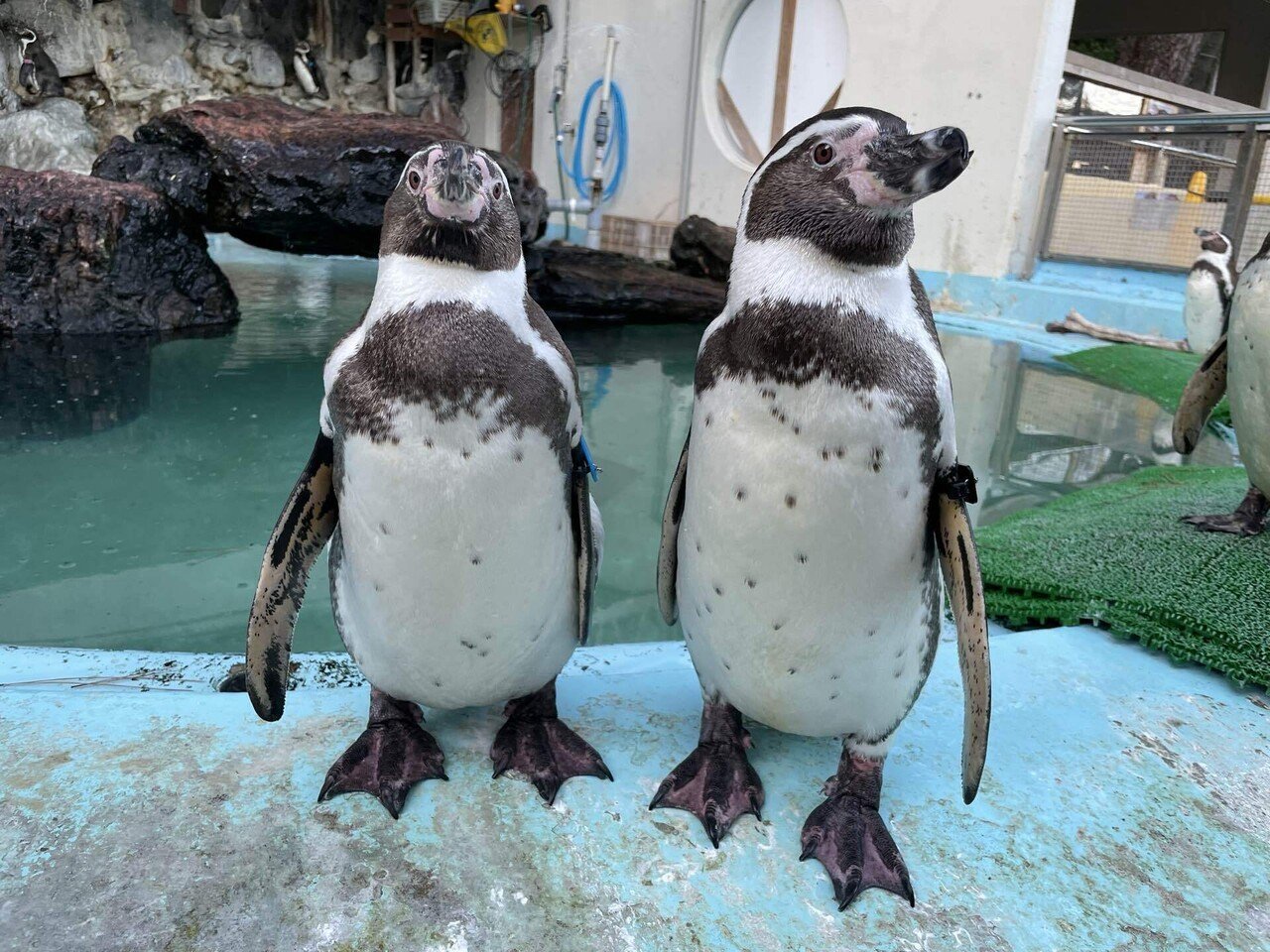 ペンギンたちの見分け方｜桂浜水族館 公式