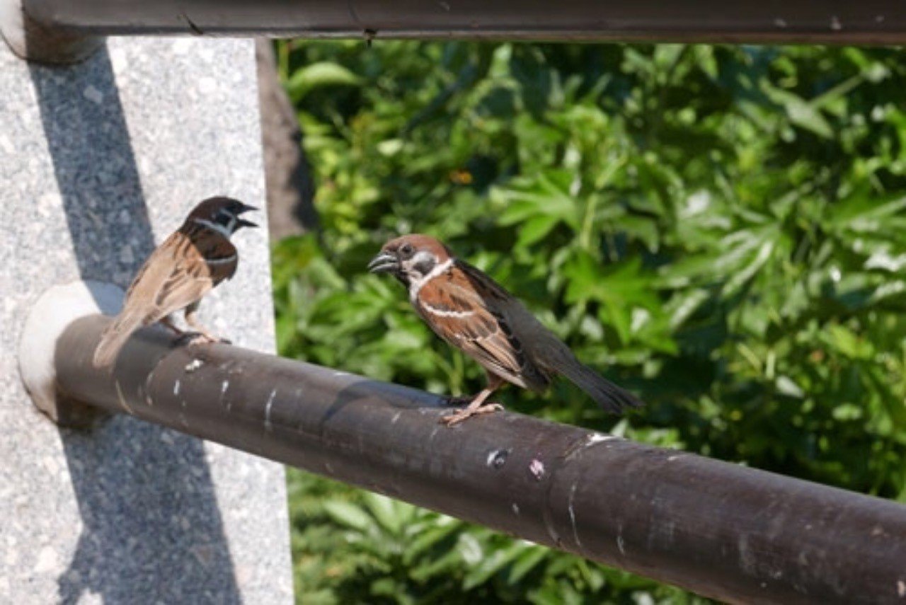 第427回 スズメ 11回目 の鳴き声 翆野 大地 Note 第427回 スズメ 11回目 の鳴き声 翆野 大地 Note