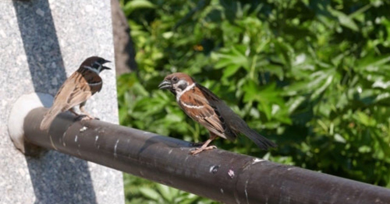 第427回 スズメ 11回目 の鳴き声 翆野 大地 Note 第427回 スズメ 11回目 の鳴き声 翆野 大地 Note