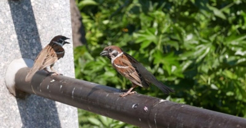 第427回 スズメ 11回目 の鳴き声 翆野 大地 Note