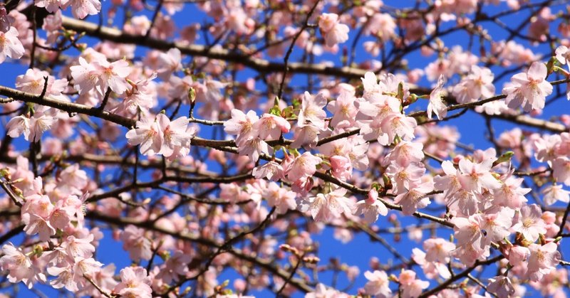 クマノザクラ･･100年ぶりの桜の新種