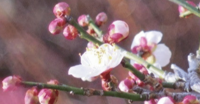 《現代詩》花が咲く季節