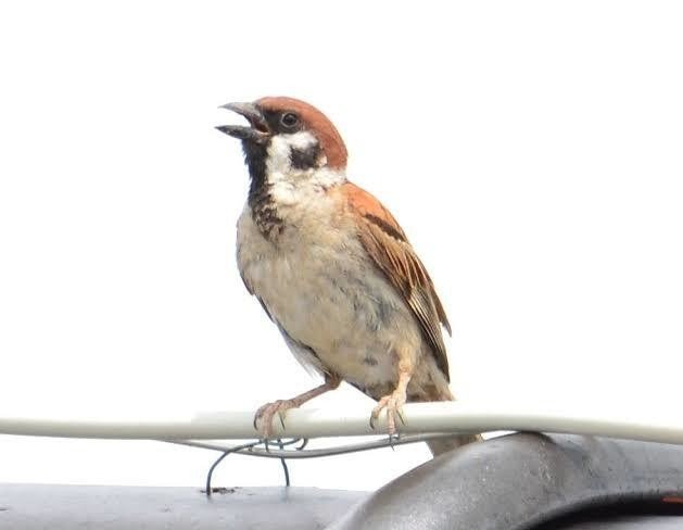 第427回 スズメ 11回目 の鳴き声 翆野 大地 Note