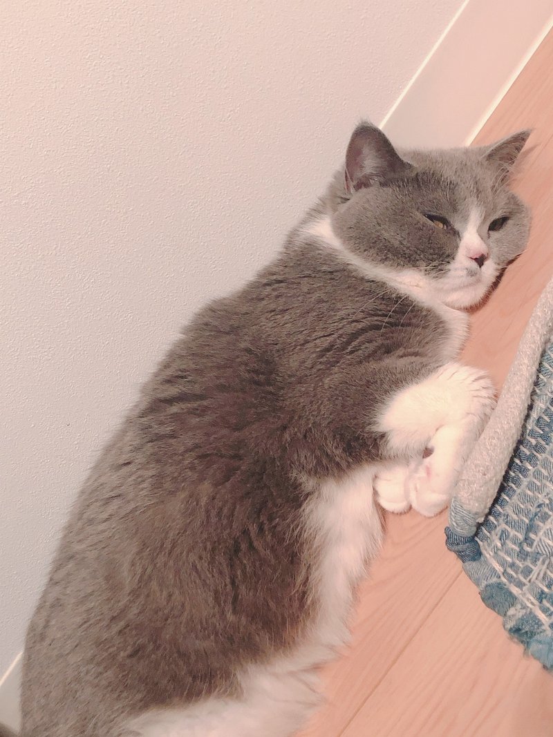 一人暮らしで猫を5匹育てるということ Chika Note 一人暮らしで猫を5匹育てるということ Chika Note