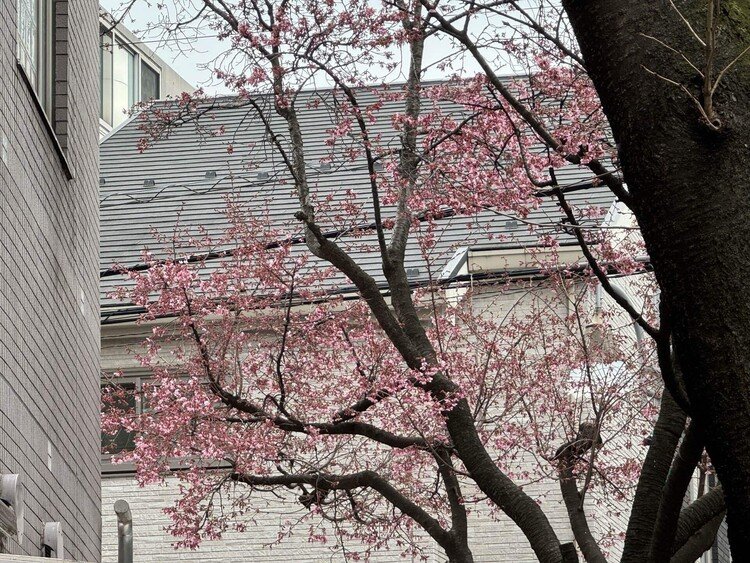 今日の寒桜。花は小さいが、かたまって咲き、ピンク色が濃くなったように見える。