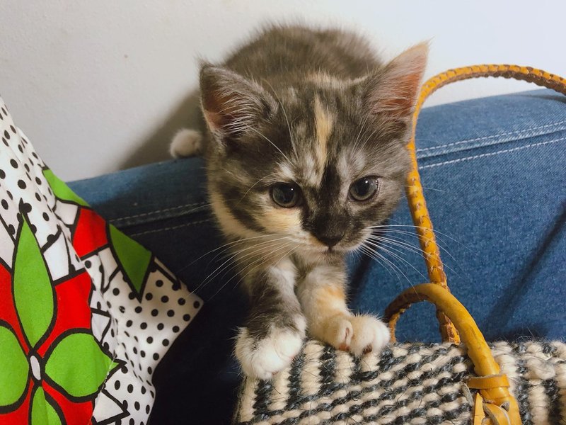 一人暮らしで猫を5匹育てるということ Chika Note 一人暮らしで猫を5匹育てるということ Chika Note