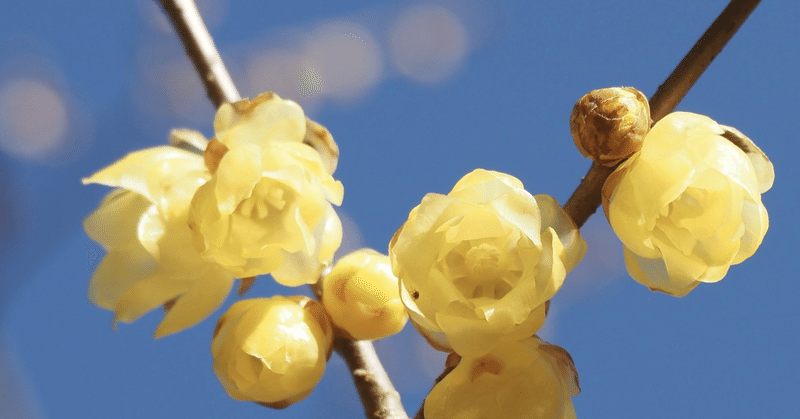 月刊：2月のおまとめ～蝋梅が咲く季節ですね～