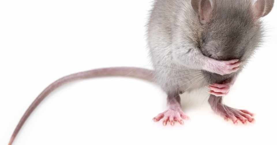 電極を刺されたネズミはつぶやき鳥の夢を見たまま死ぬのか