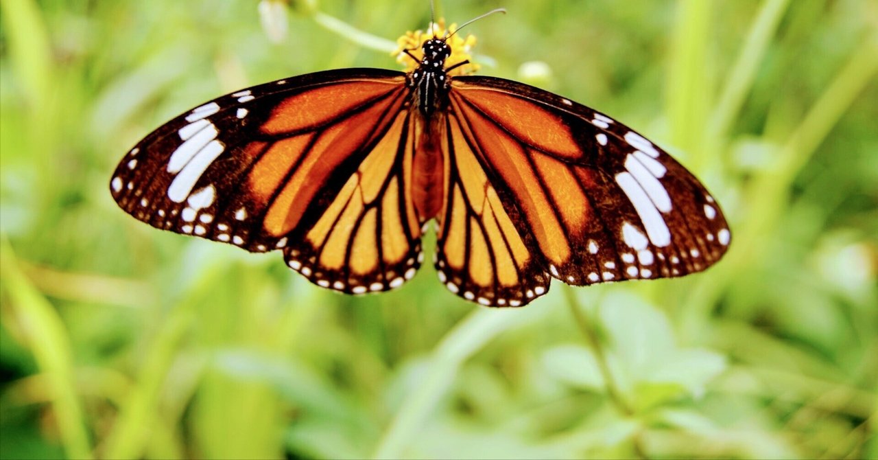 Butterfly様☆確認用