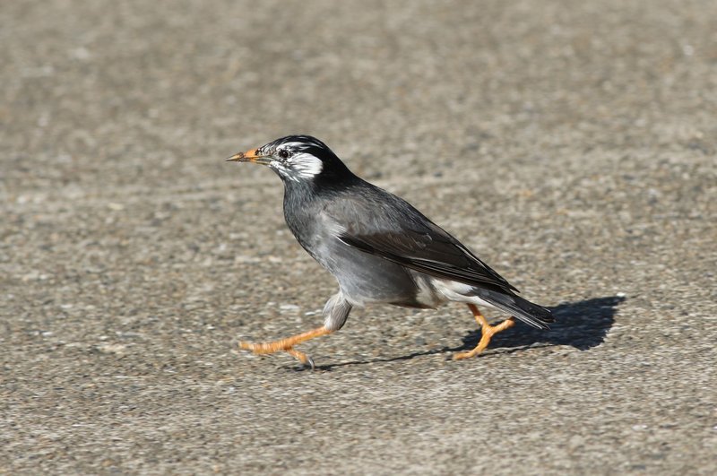 ムックル 鳴き声