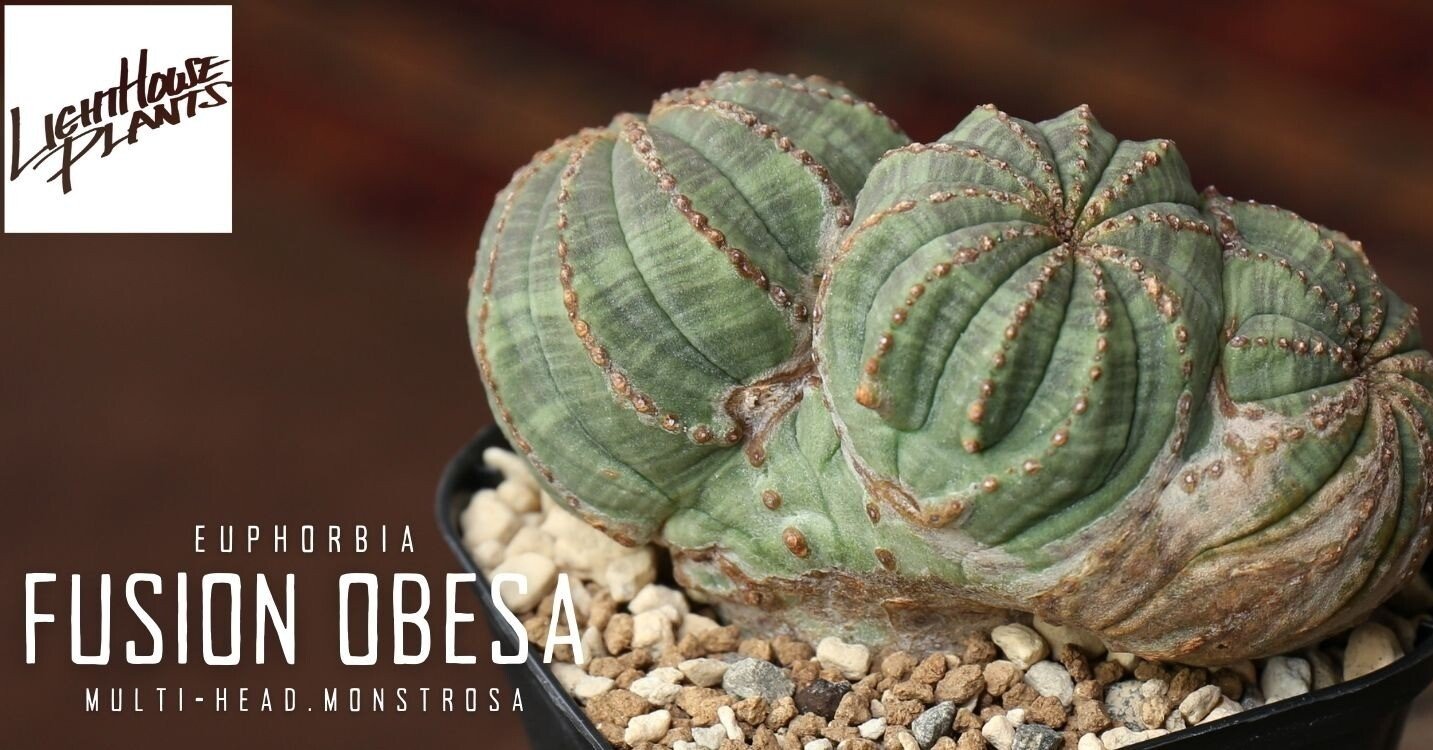 希少なフュージョン トリプルヘッド！白く木質化した稜と相まって最高