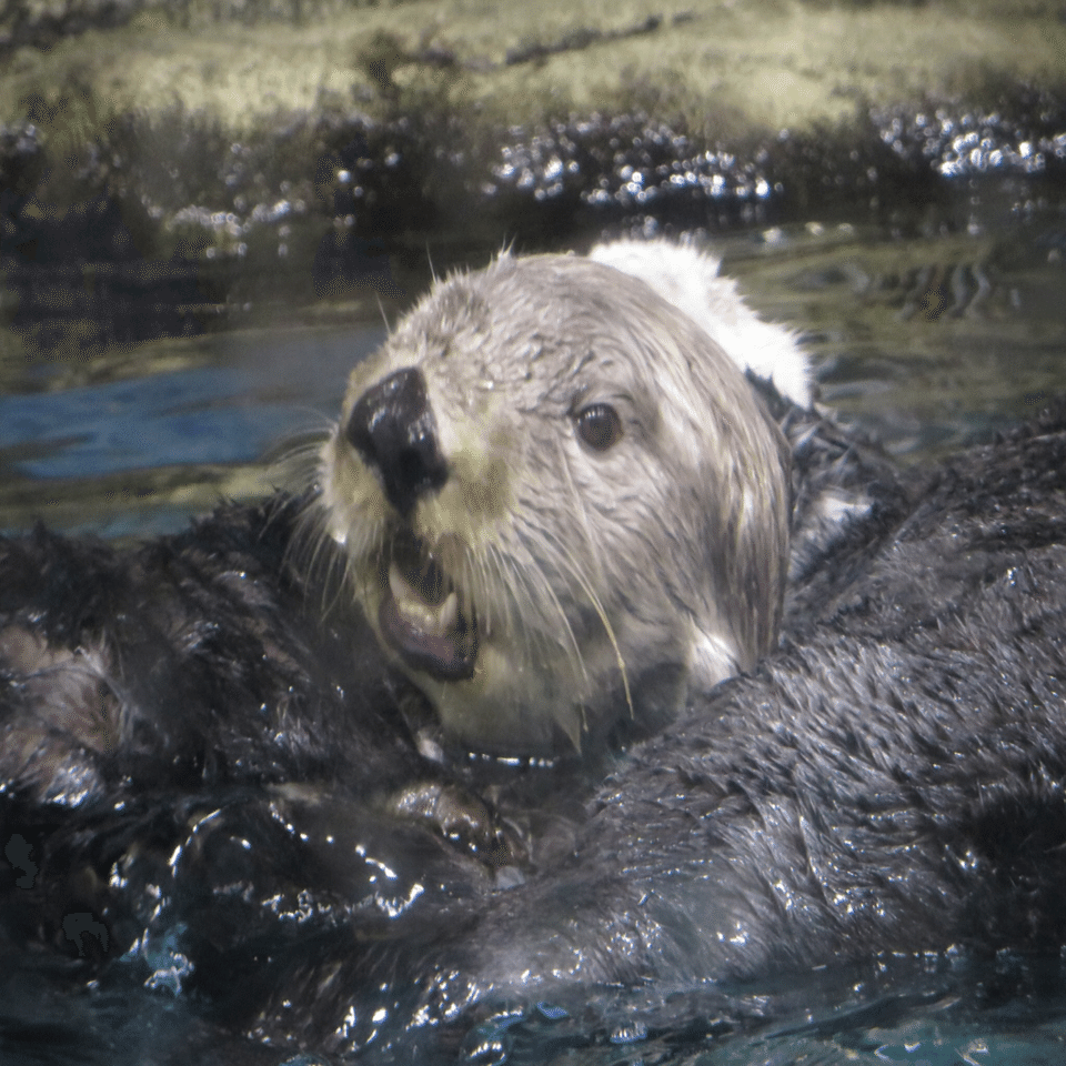 ラッコのリロくん もうすぐ17th anniversary｜Olivine