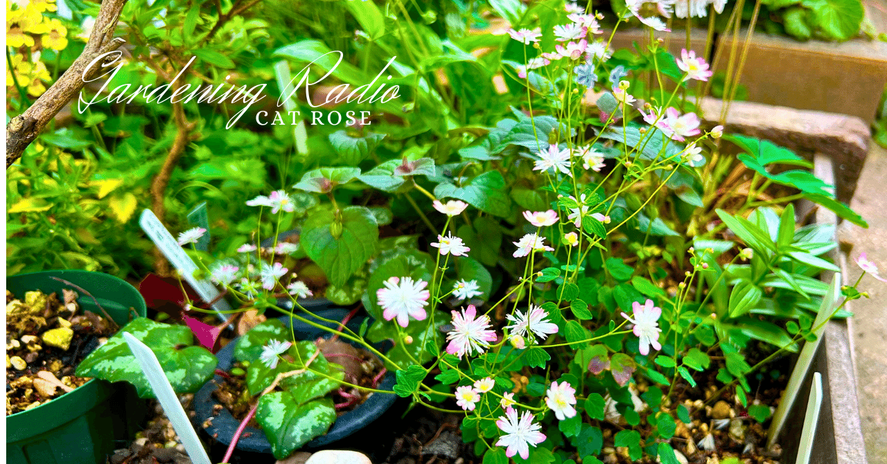 この春から初めてみませんか？ひと鉢の山野草｜Cat rose