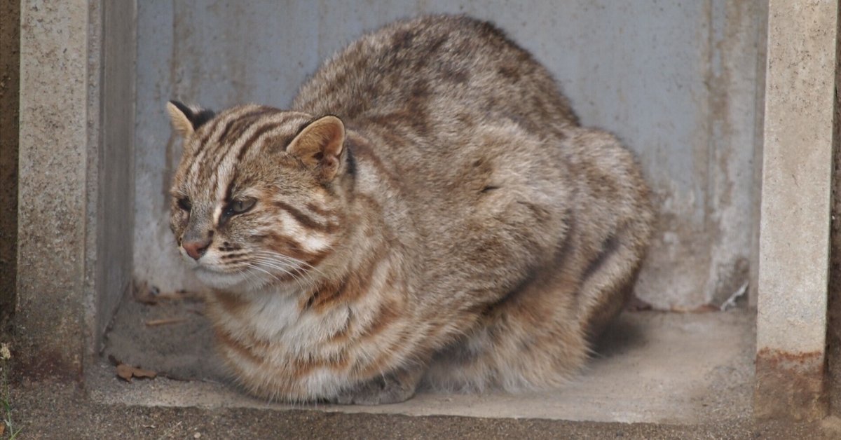 ヤマネコ アムールヤマネコ図鑑 Amur leopard cat｜M_ayumi